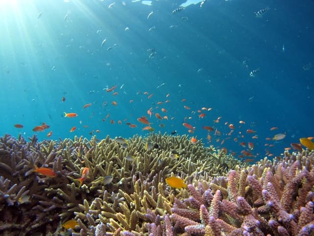 Snorkeling