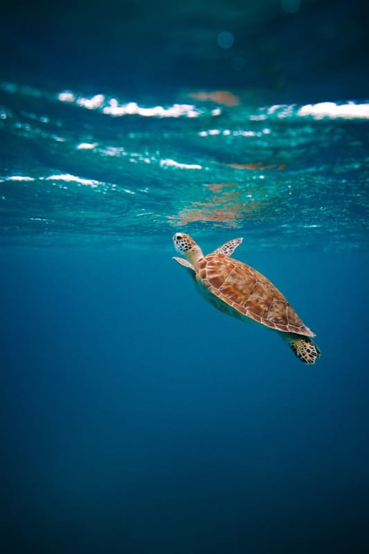 Tortugas marinas